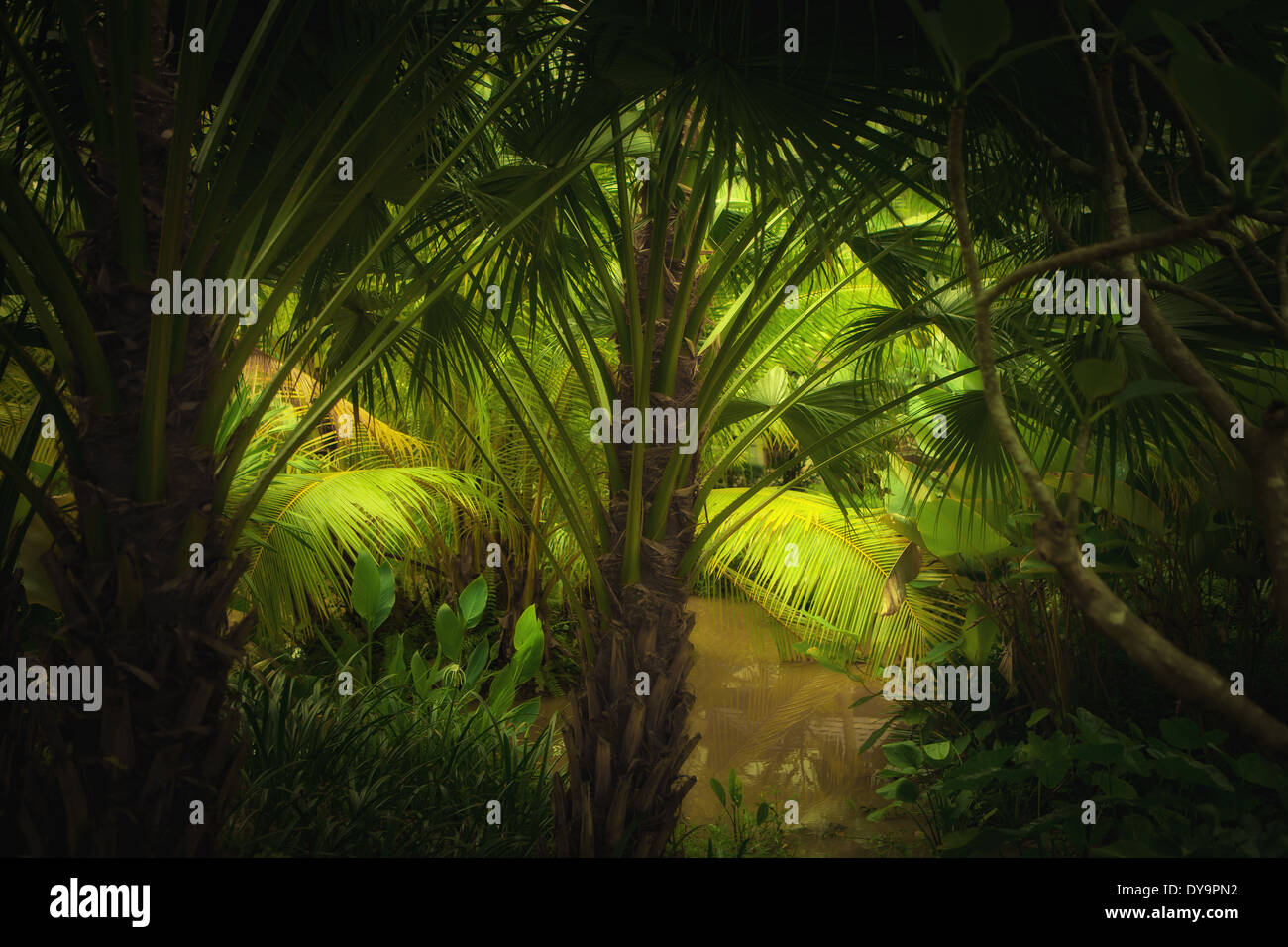 color view of nice color misty tropical jungle Stock Photo - Alamy