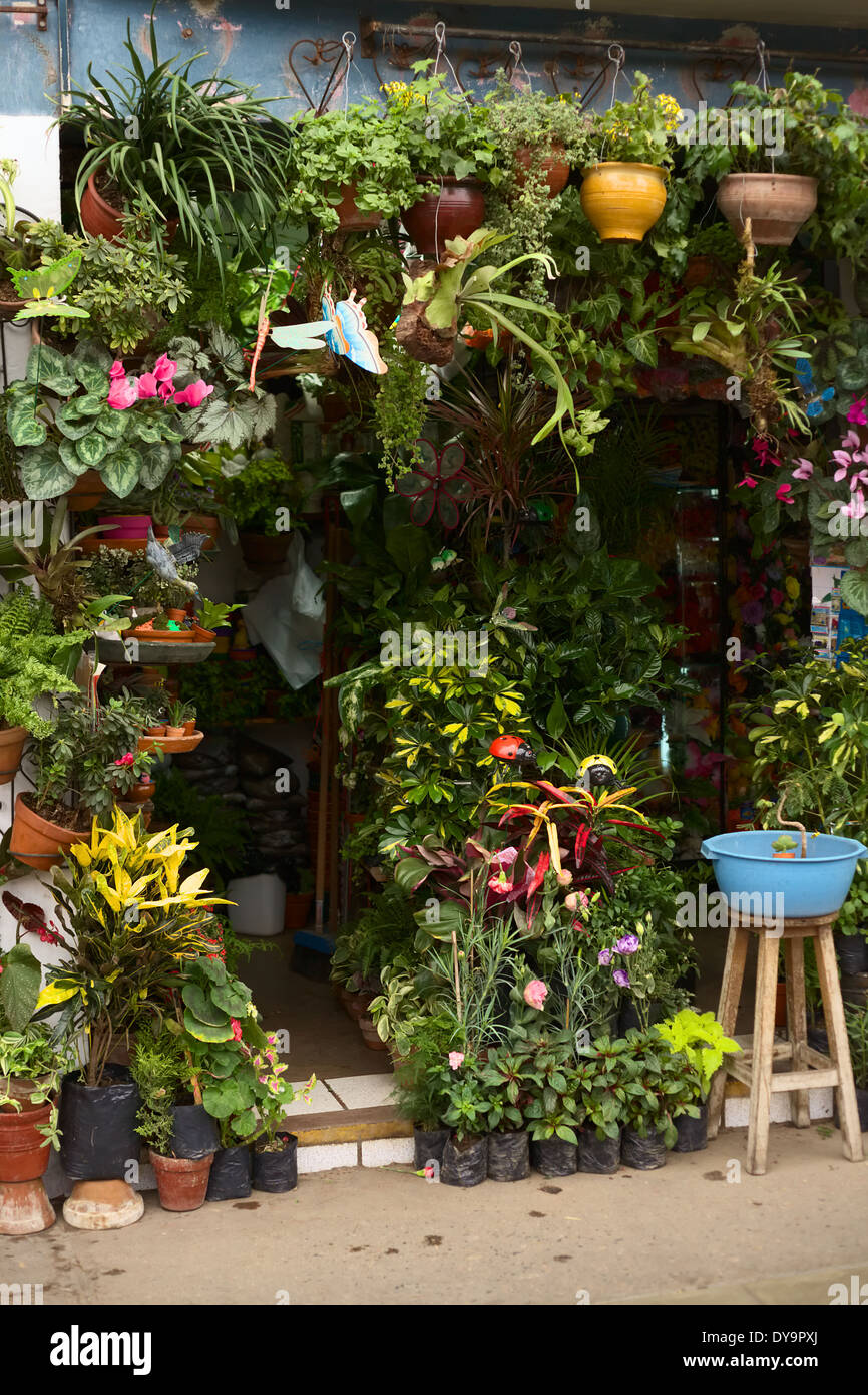 Shop selling potted plants in Lima, Peru Stock Photo Alamy