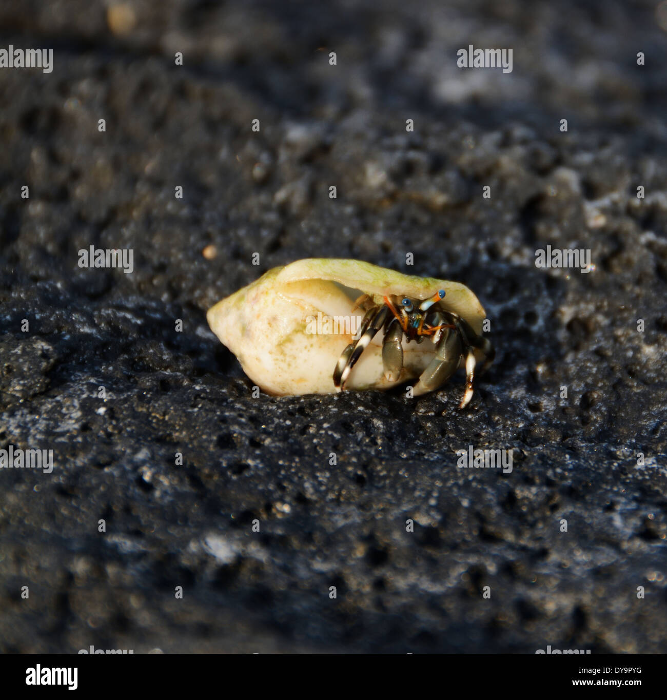 A Hawaiian Reef Hermit Crab peeks out of its shell Stock Photo Alamy