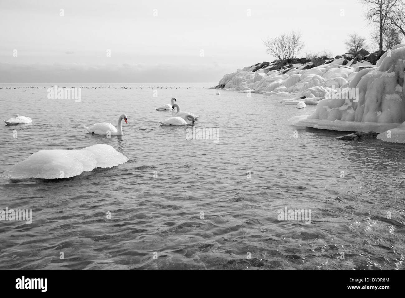 white swans swimming on froen lake in winter with ice Stock Photo