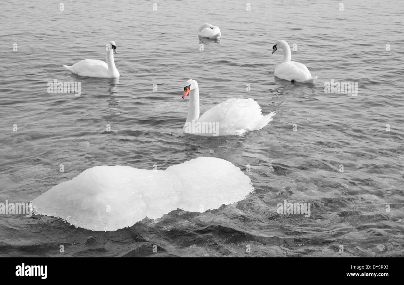 Swimming in freezing cold water hires stock photography and images Alamy