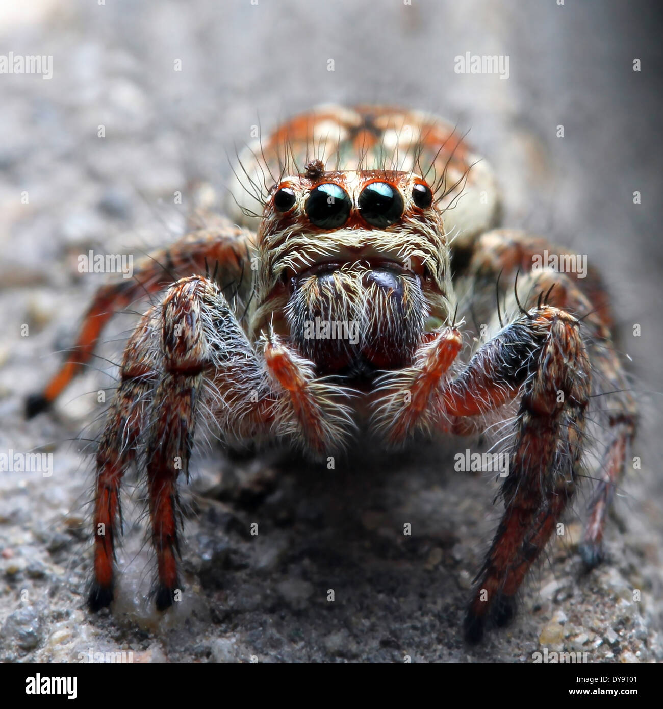 Closeup of a spider with nature background Stock Photo - Alamy