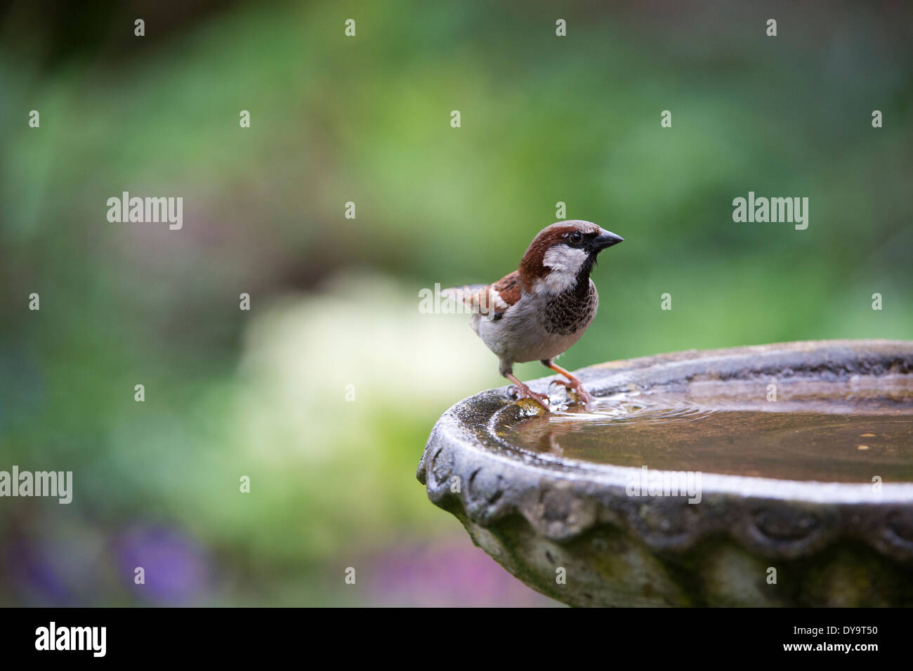 Male House sparrow on a birdbath Stock Photo