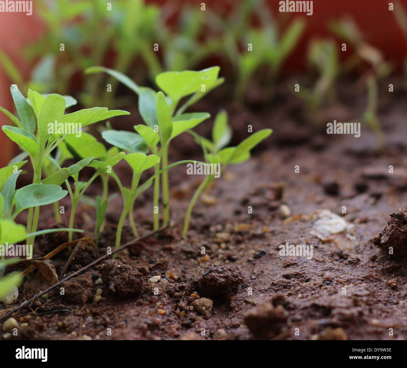 Plants soil hi-res stock photography and images - Alamy