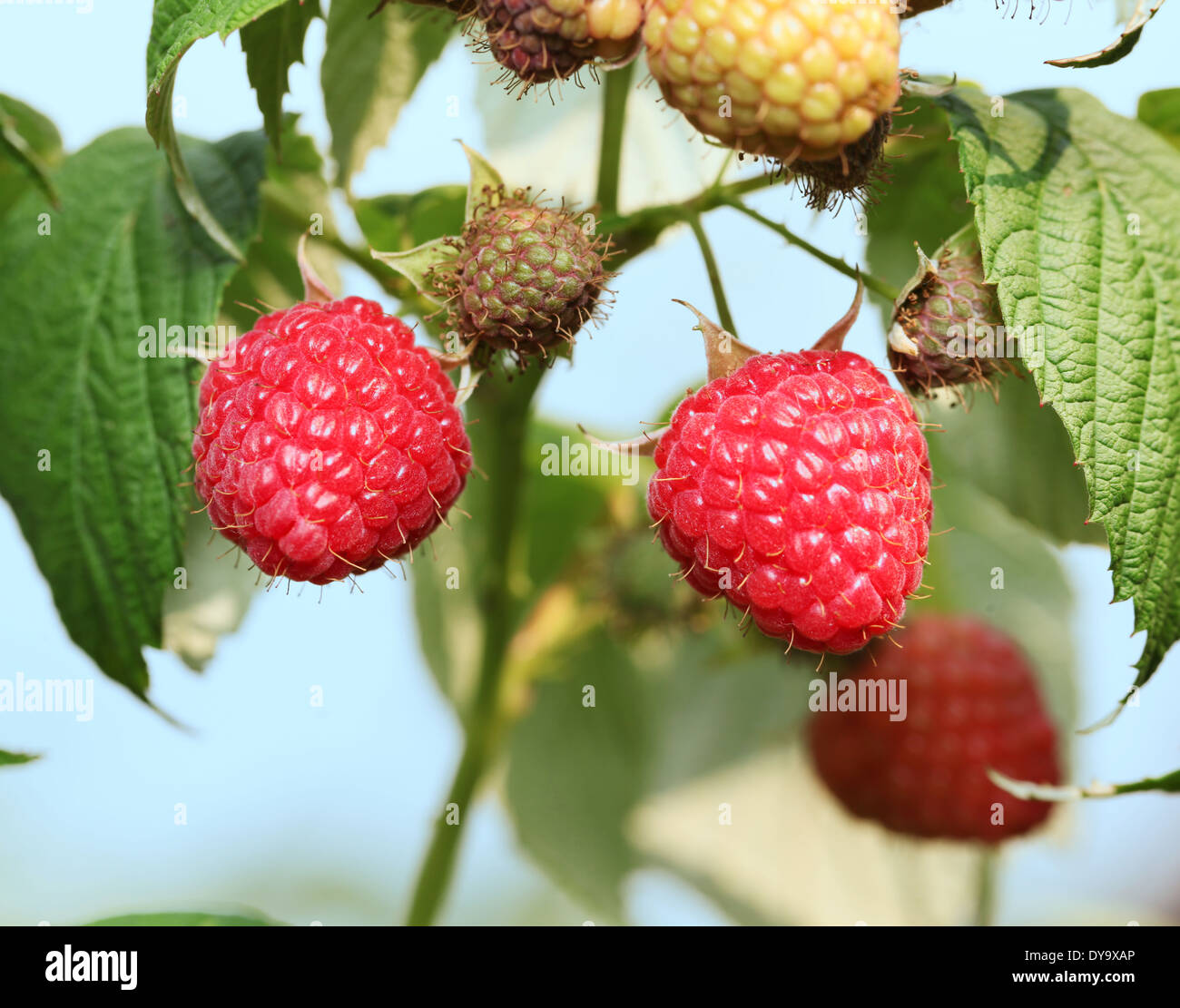Raspberries on the bush. Macro shot. Stock Photo
