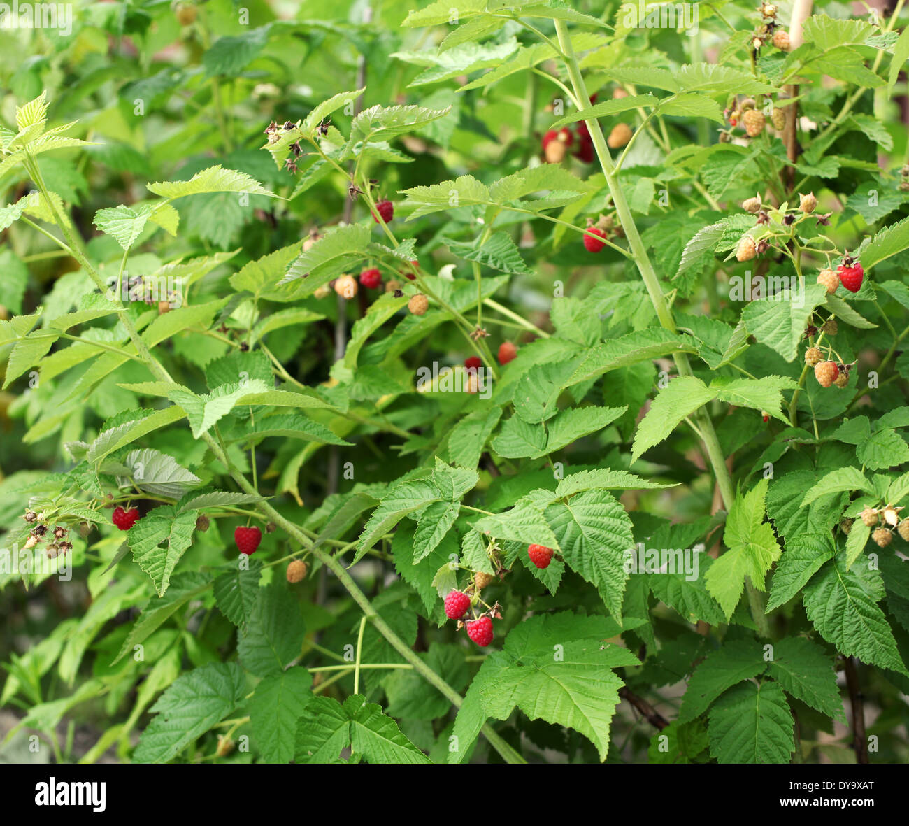 Shrubs of raspberry in the garden with ripe berries on them. Stock Photo