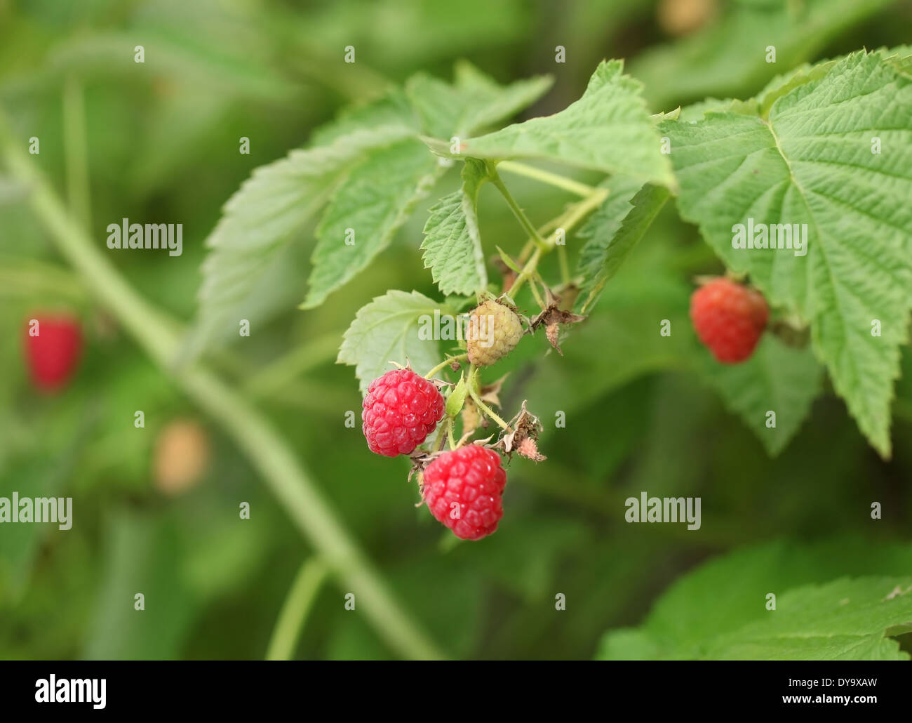 Red raspberries on the bush. Macro shot. Stock Photo