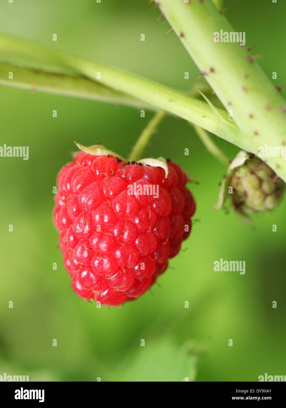 Red raspberry on the bush. Macro shot. Stock Photo