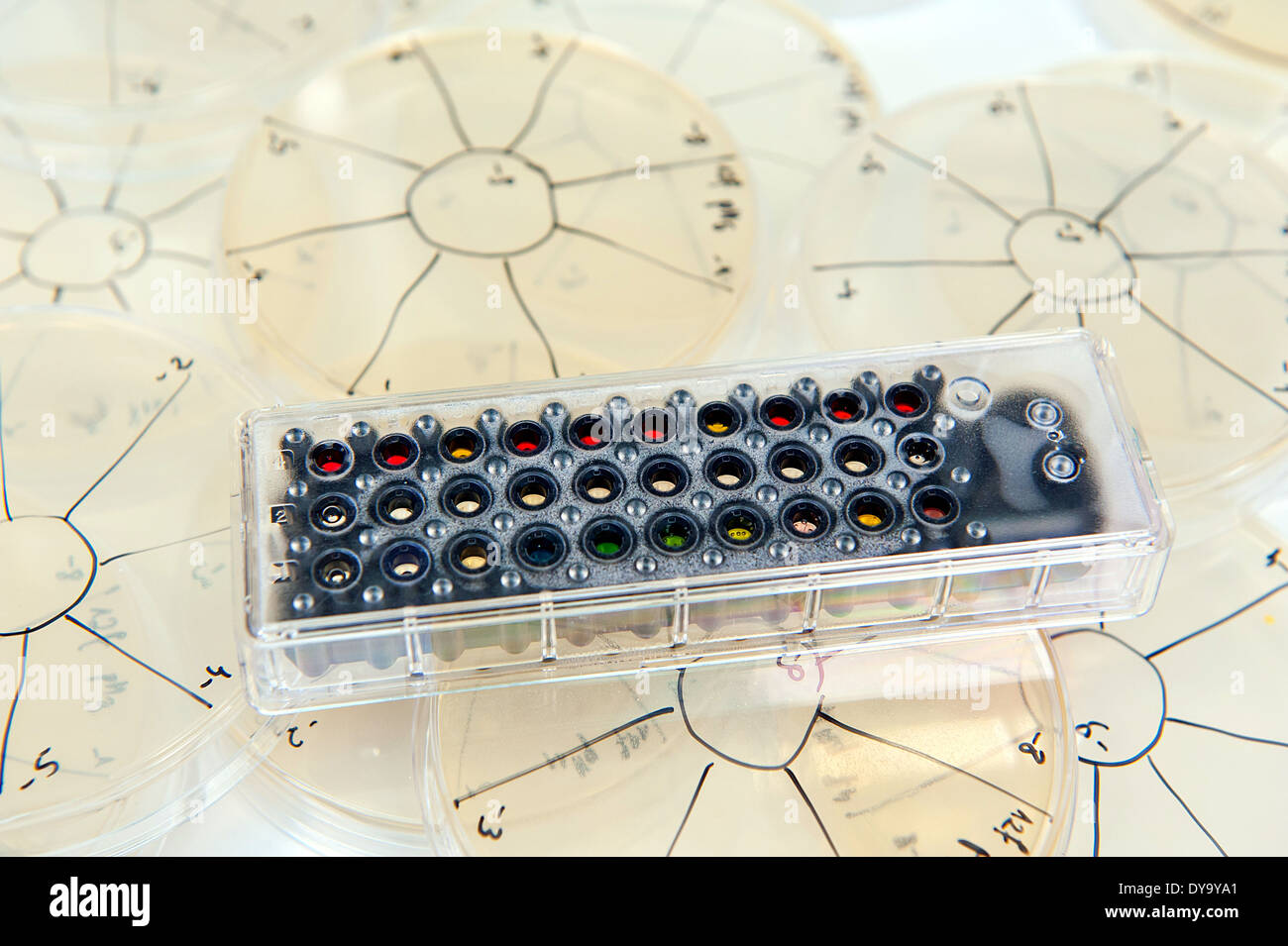 colorful bacterial identification test on a plates in a microbiological