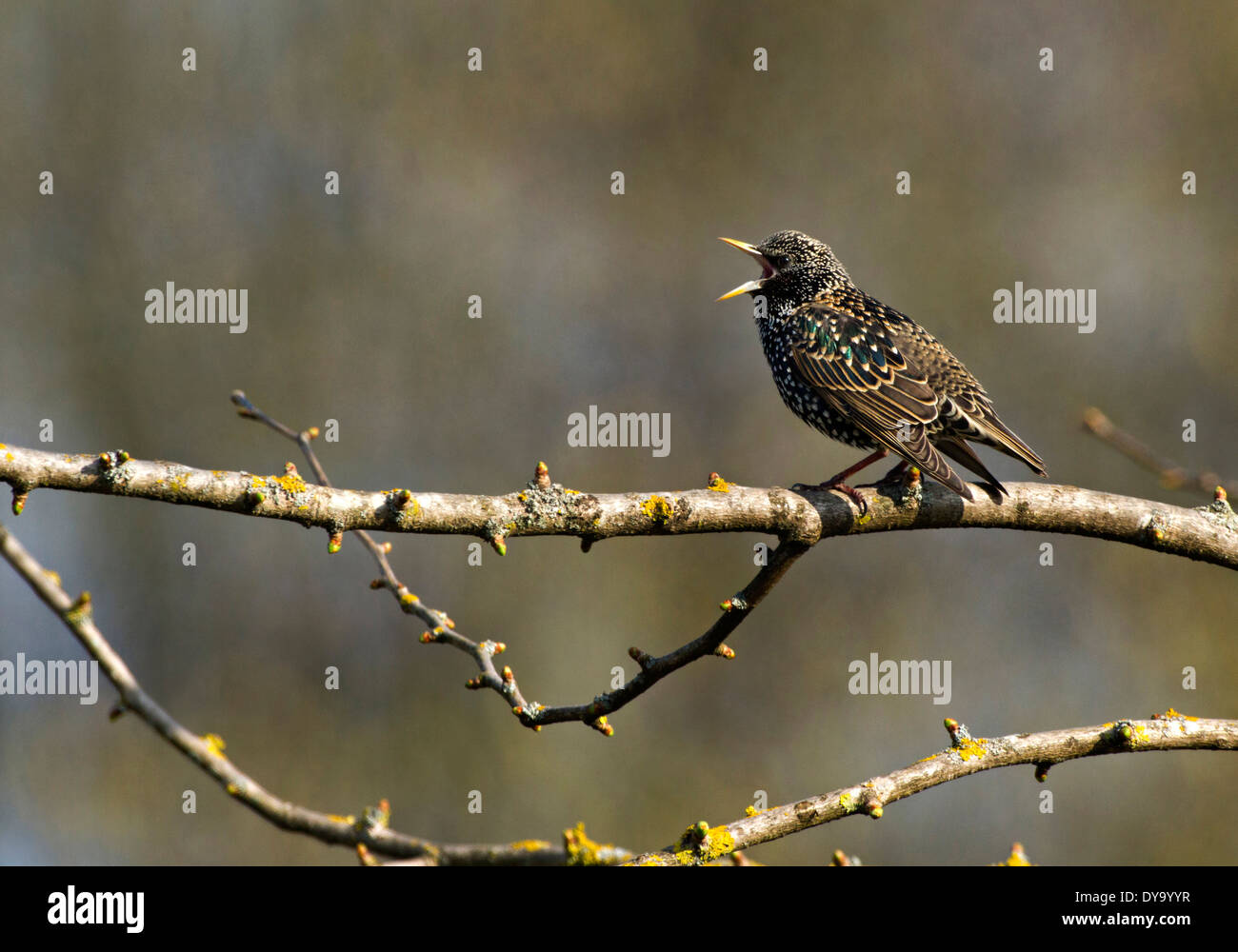 Male common starling bird sturnus hires stock photography and images