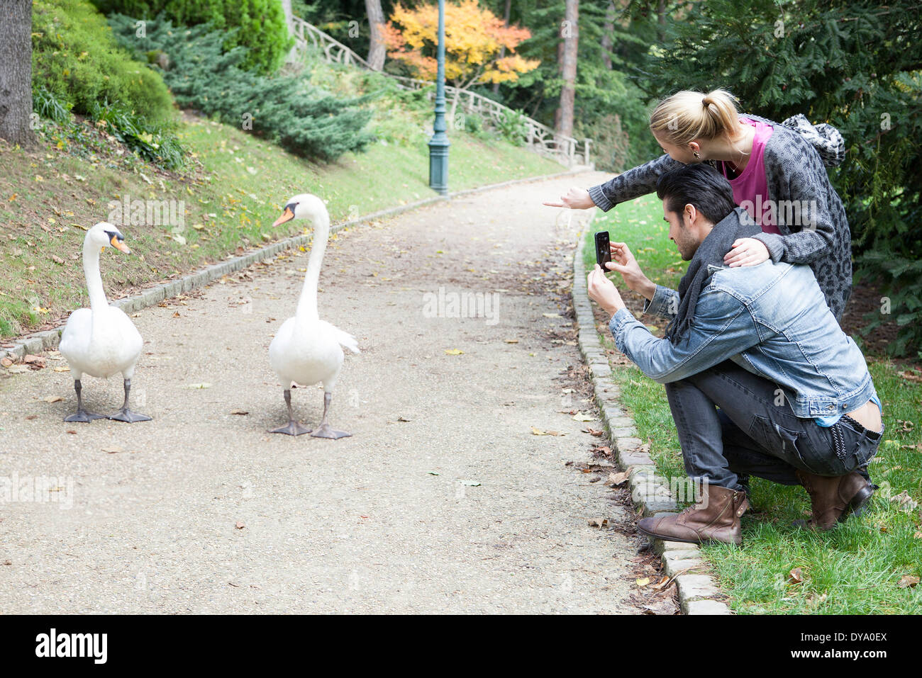 Couple in park photographing pair of mute swans walking along path Stock Photo