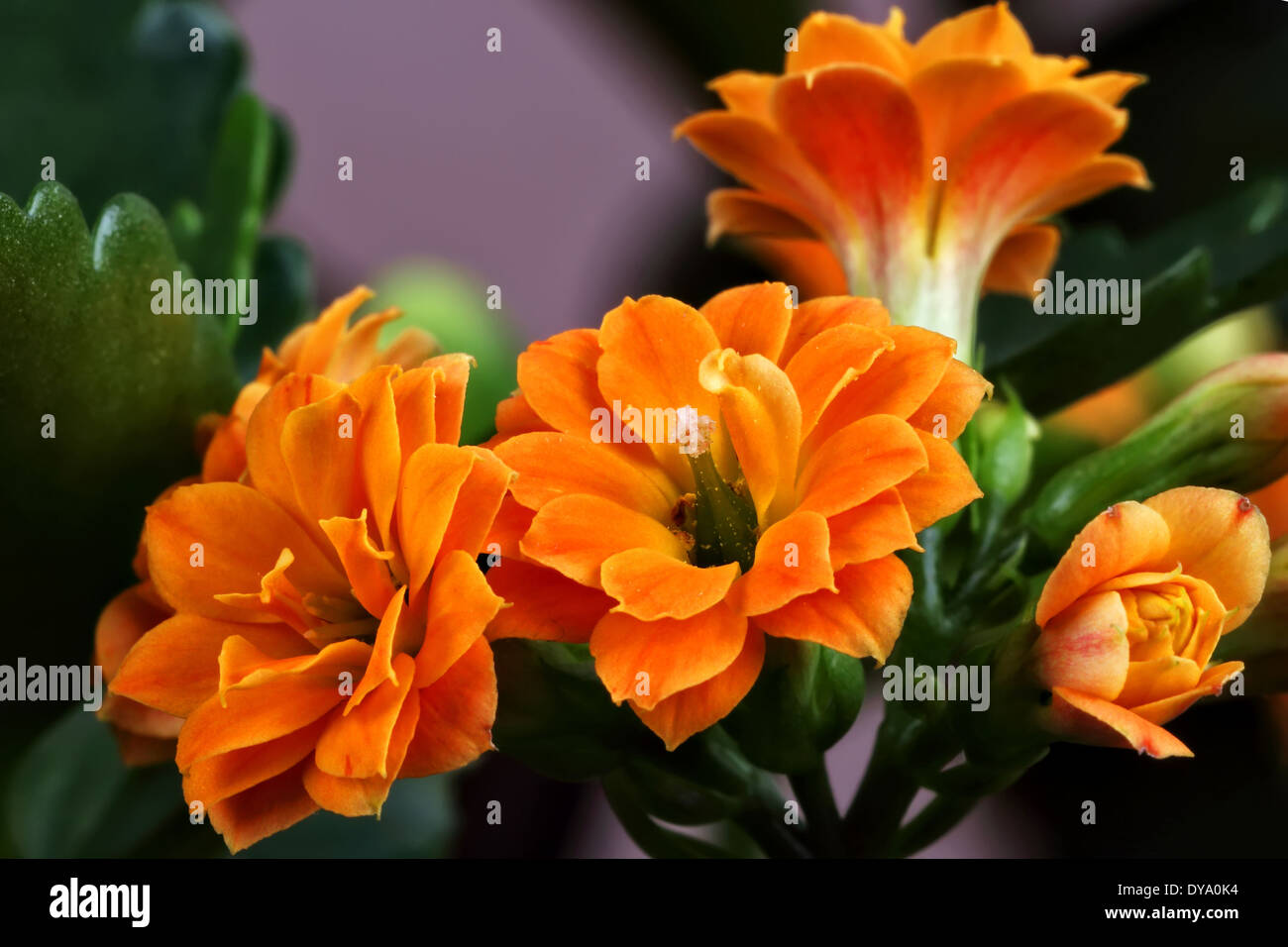Flowers beautiful hi-res stock photography and images - Alamy