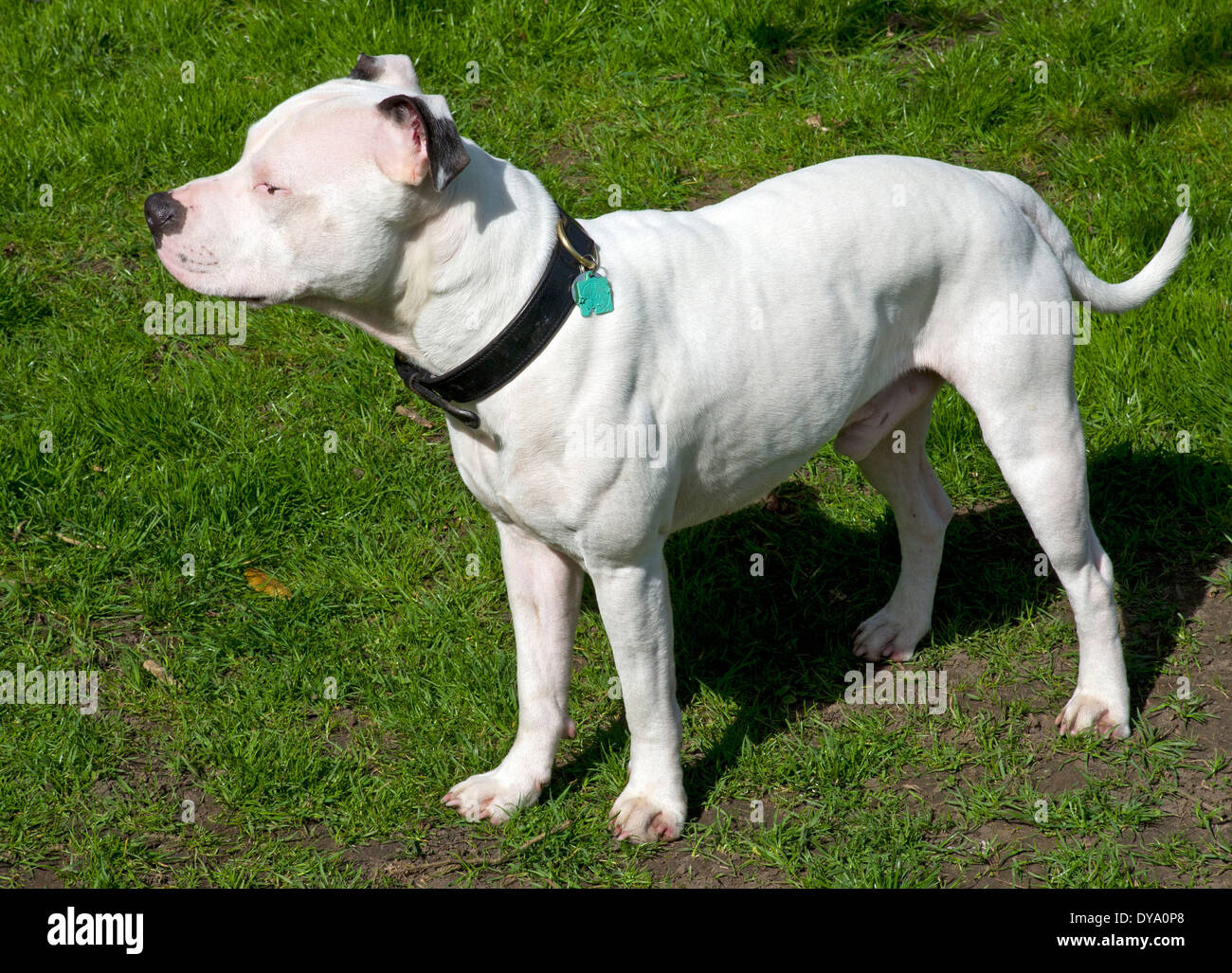 Young Male Staffordshire Bull Terrier Stock Photo
