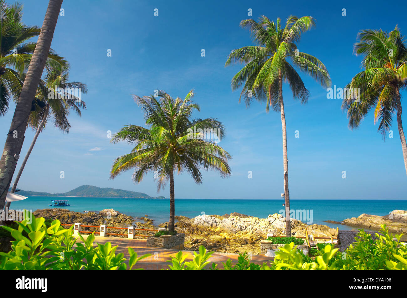 view of  several palms near the shore in the morning light Stock Photo