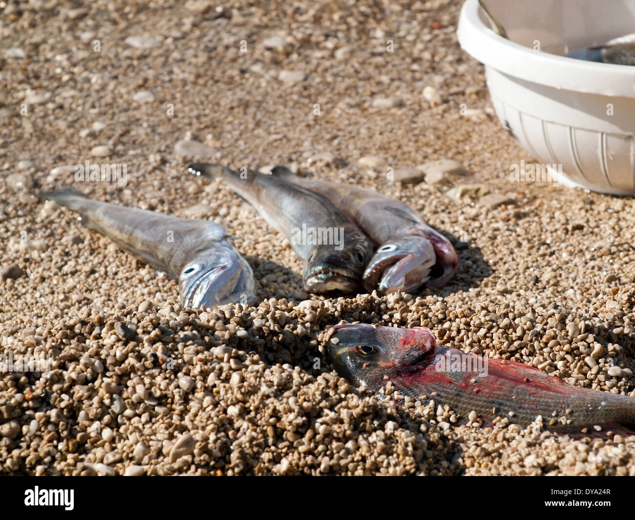 Catch of fish on the beach Stock Photo Alamy
