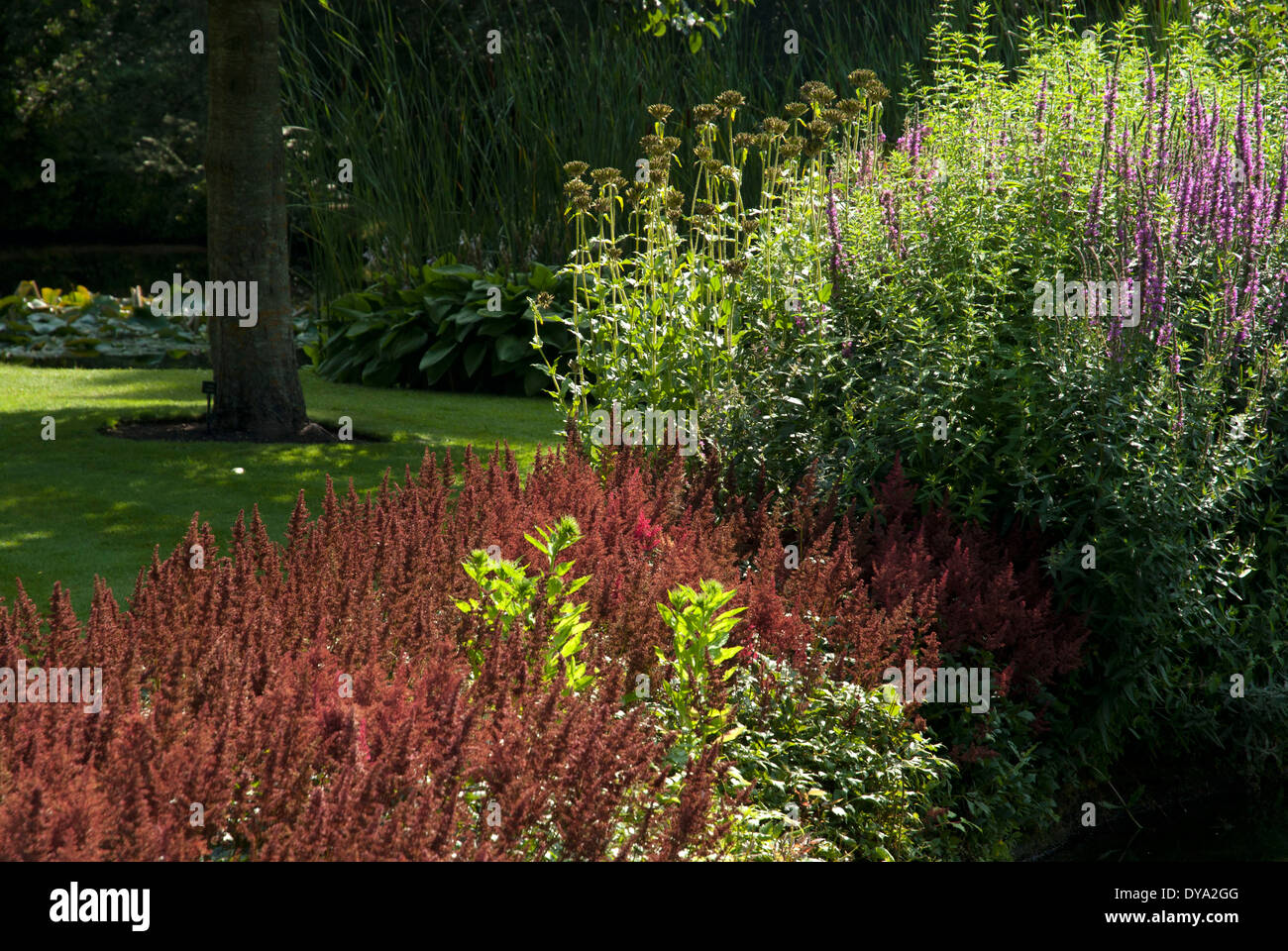 Longstock water gardens, Astelia, Salvia (HA 8076) Stock Photo