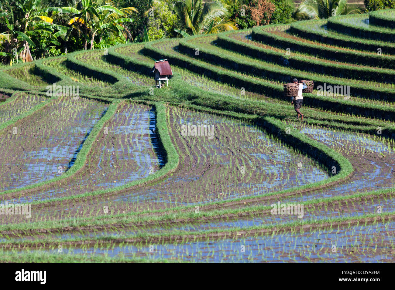 Man carrying rice paddy field hi-res stock photography and images - Alamy