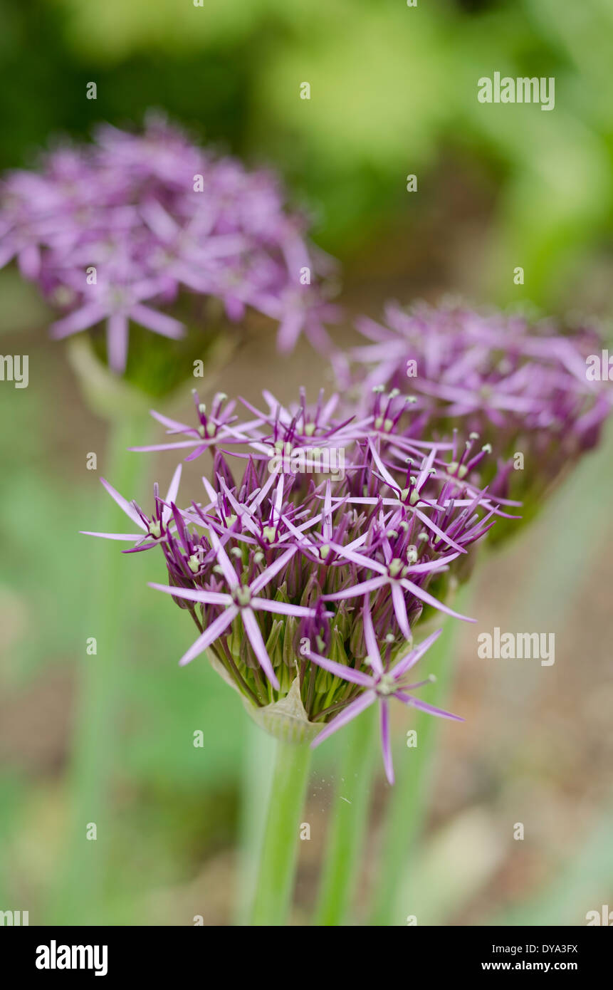 Ornamental onion heads in flower bed Stock Photo Alamy