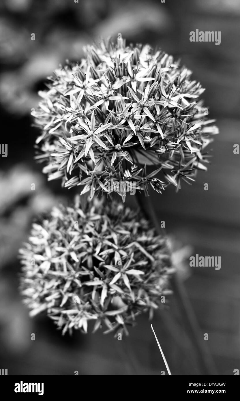 Black and white photo of allium heads Stock Photo - Alamy