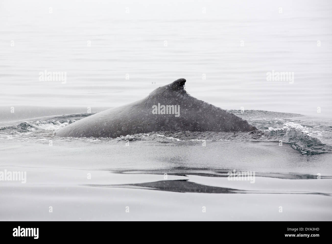 Humpback Whales feeding on krill in Wilhelmena Bay on the Antarctic Peninsular. Stock Photo