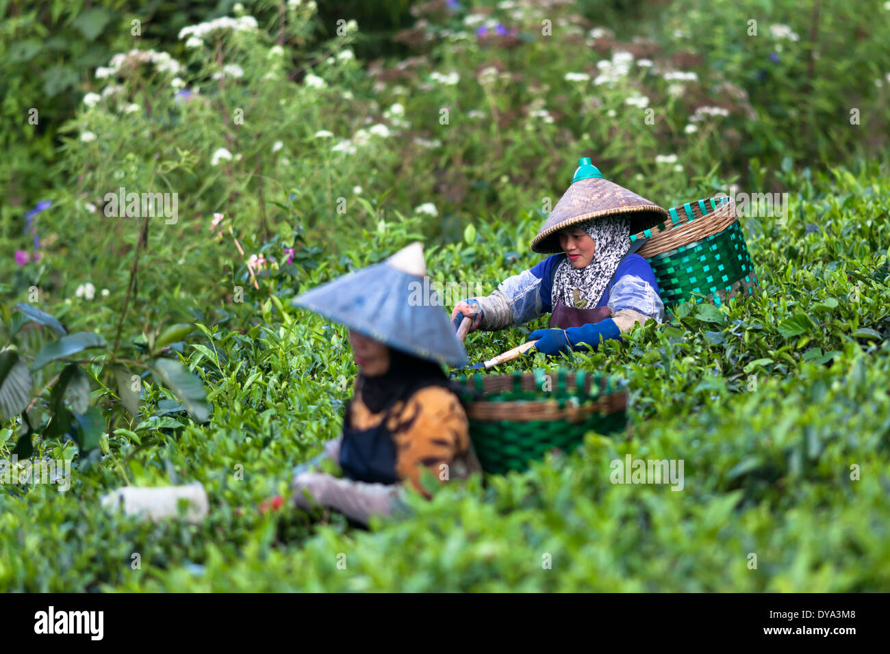 Two women harvesting tea (Camellia sinensis) on tea plantation near Ciwidey, West Java, Indonesia Stock Photo