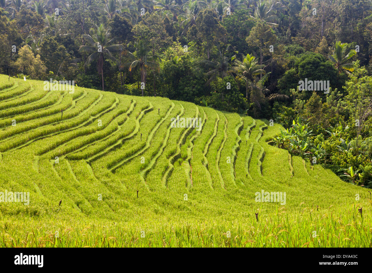 Rice terrace near pupuan hi-res stock photography and images - Alamy