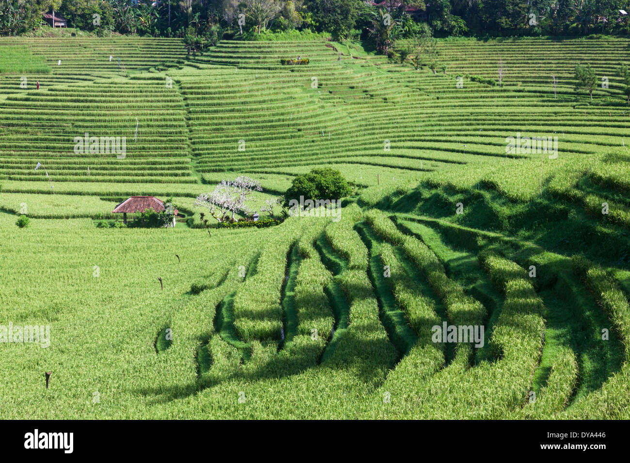 Tabanan Rise Field Rice fields in region of Belimbing, near the road from Antosari to ...