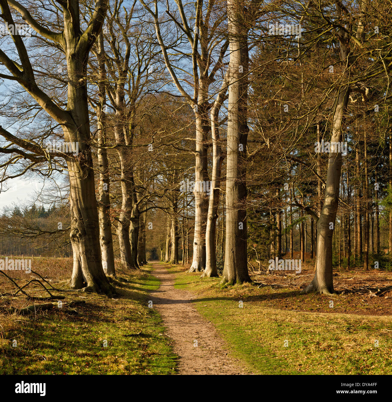 Netherlands, Holland, Europe, Lage Vuursche, Utrecht, landscape, forest, wood, trees, winter, Wood, path Stock Photo