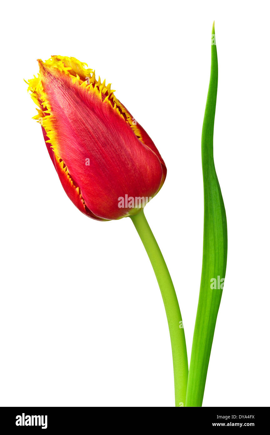 Tulip isolated on a white background Stock Photo - Alamy