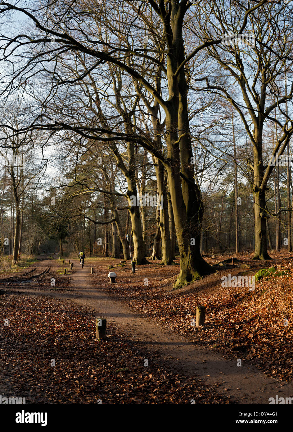 Netherlands, Holland, Europe, Lage Vuursche, Utrecht, landscape, forest, wood, trees, winter, people, cyclist, Wood, path Stock Photo