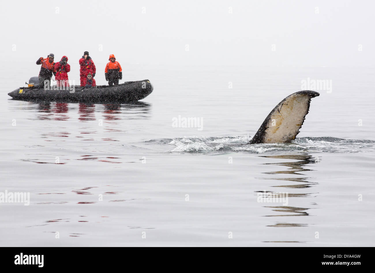 Humpback Whales feeding on krill in Wilhelmena Bay on the Antarctic Peninsular. Stock Photo