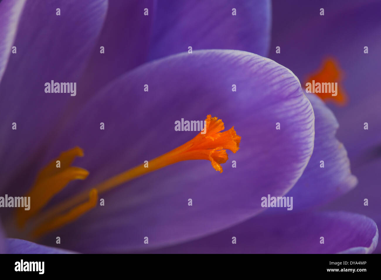 Flowers, blossoms, flourish, garden, crocus, nature, plants, carpel