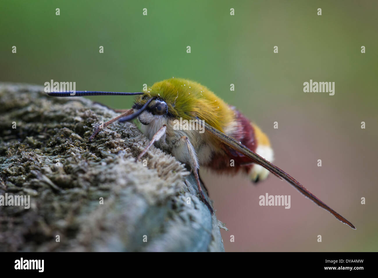 broad-bordered bee hawkmoth, insects, nature, butterfly, animals Stock ...