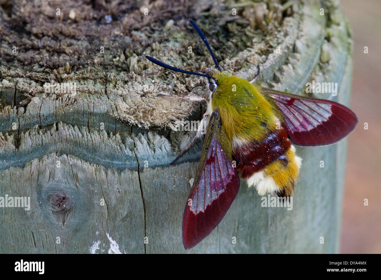 broad-bordered bee hawkmoth, insects, nature, butterfly, animals Stock ...