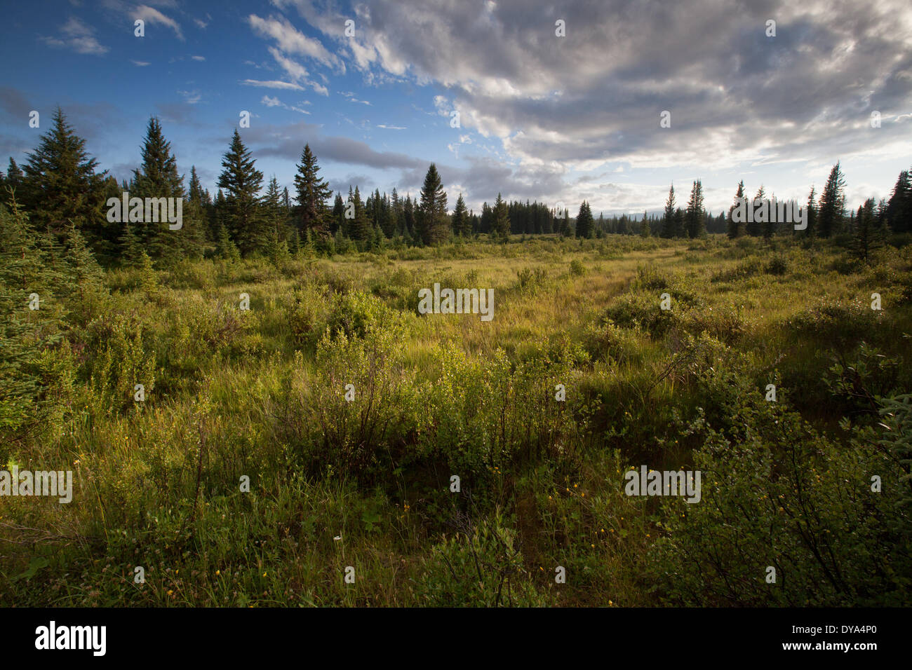 Alberta, Canada, scenery, landscape, light, mood, moor, North America Stock Photo