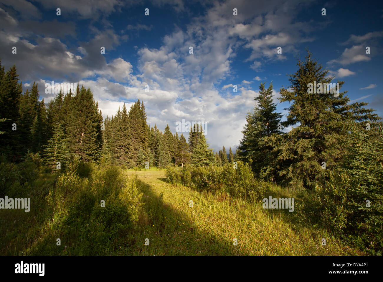 Alberta, Canada, scenery, landscape, light, mood, moor, North America Stock Photo