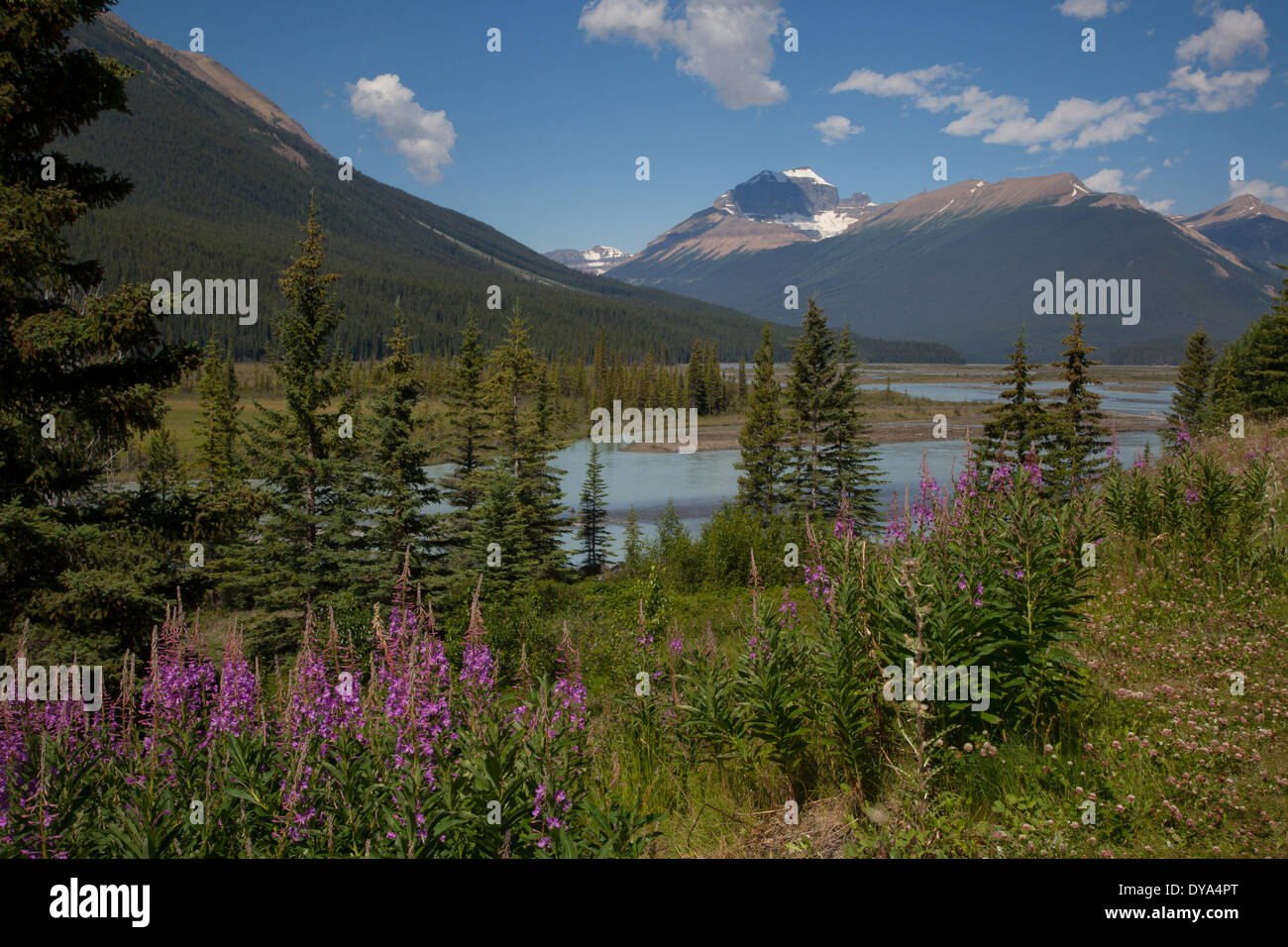 Alberta, Banff, national park, mountains, river, Canada, scenery 