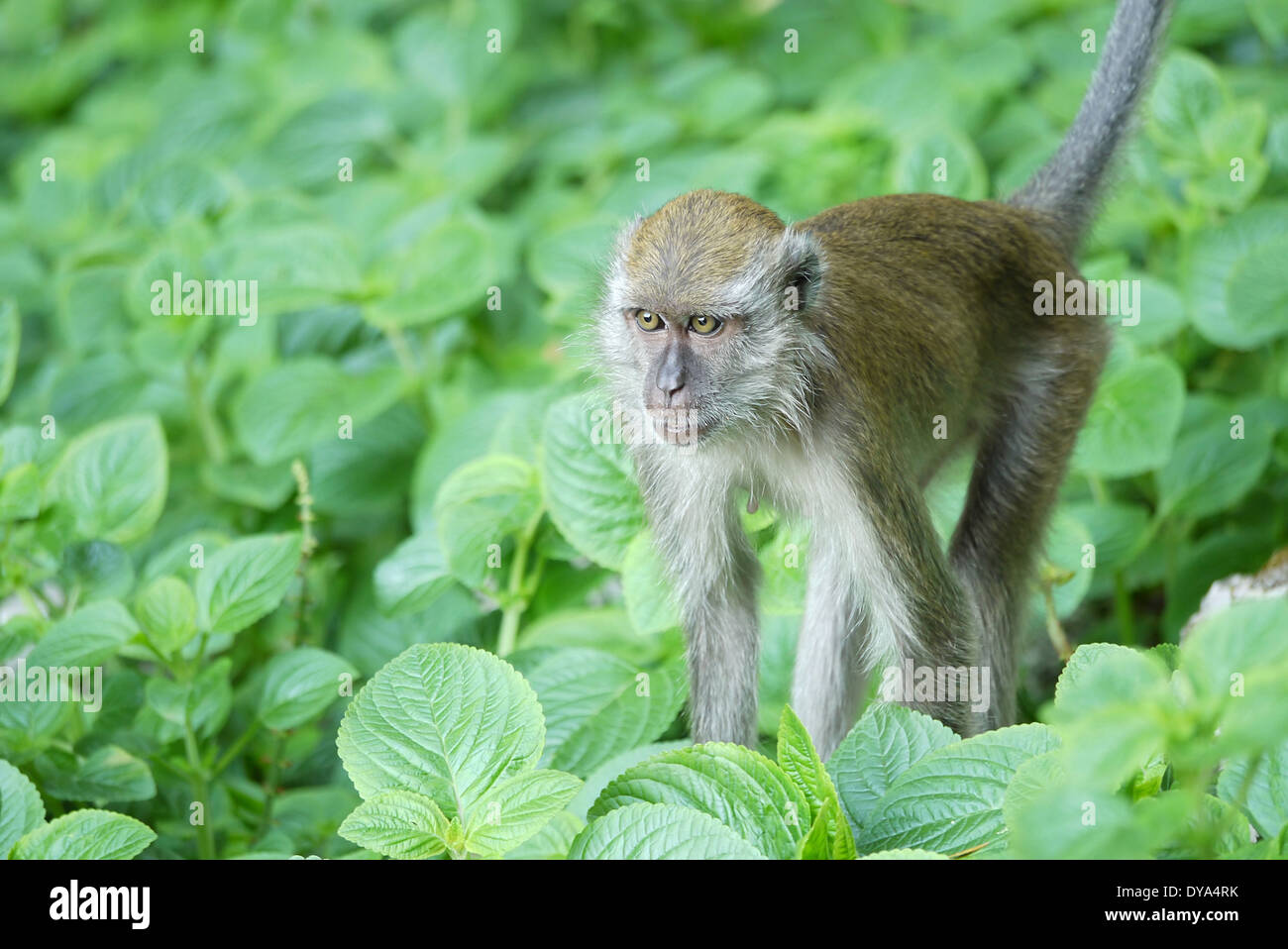 Portrait of a Female Monkey Amongst the Bushes Stock Photo Alamy