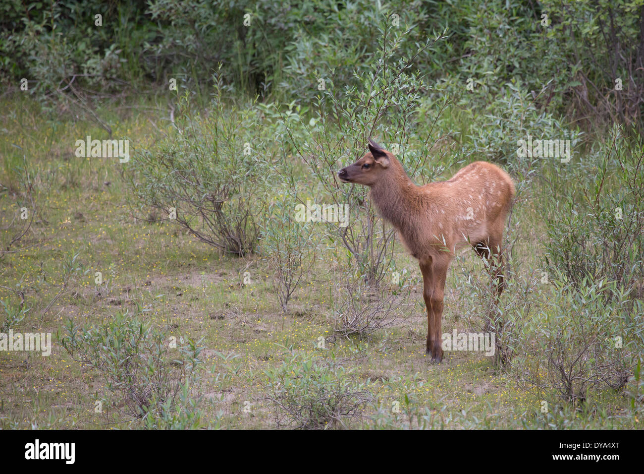 Alberta Jasper national park young Canada North America mammals 