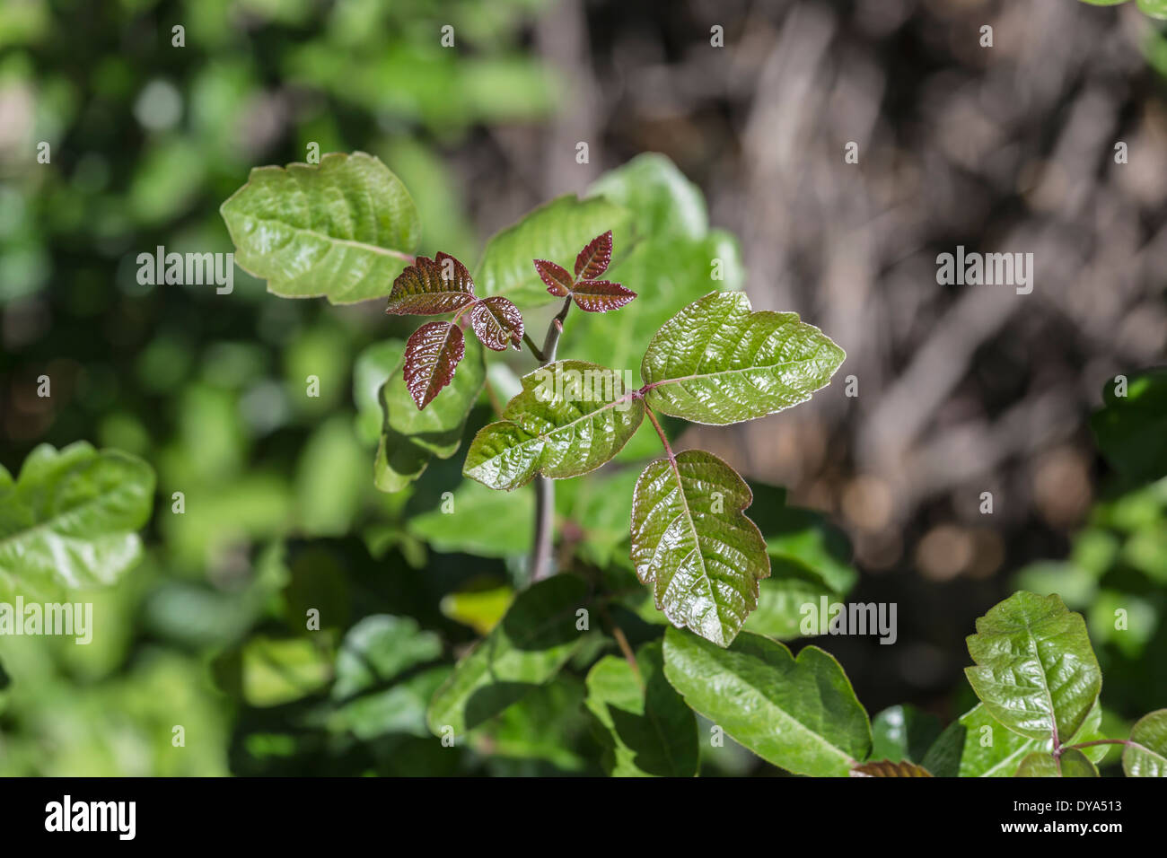 Poison Oak showing fresh spring growth. Stock Photo