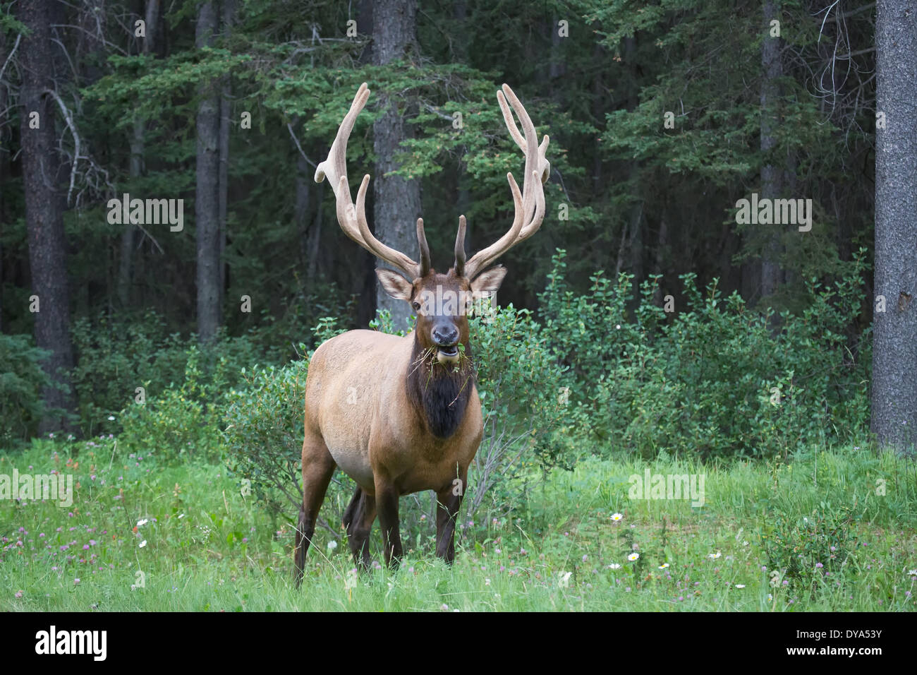 deer stags canada