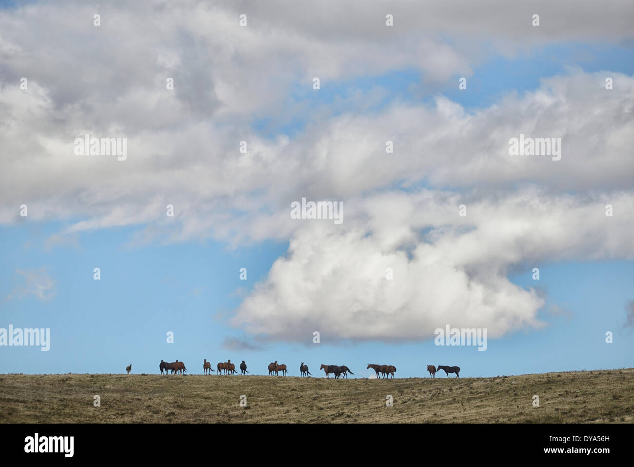 North America, Canada, Alberta, Blood, Indian, horses, reservation, clouds, plains, grassland Stock Photo