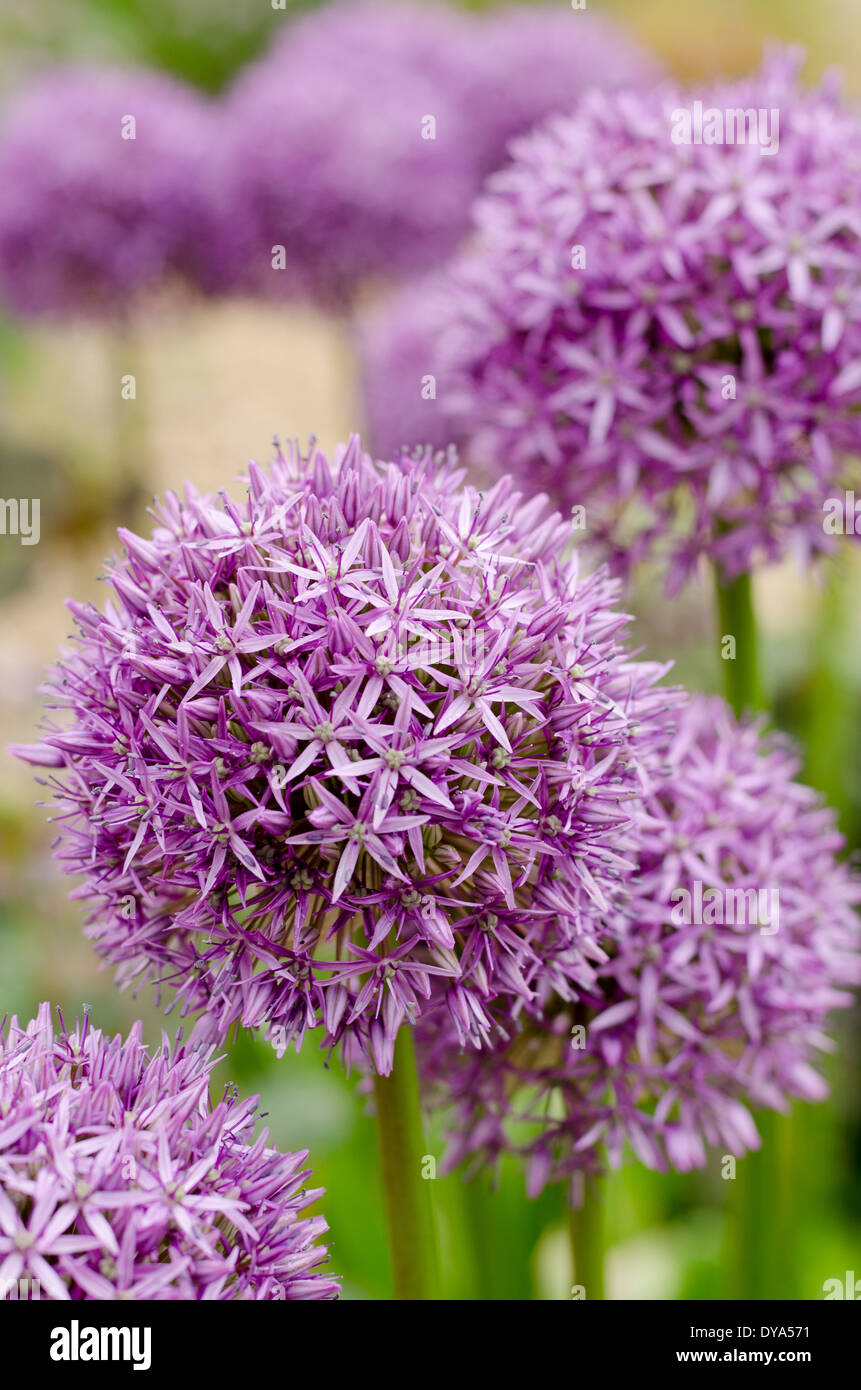 Allium giganteum, ornamental onion, diagonal, purple, green, allium, purple balls, green stem Stock Photo