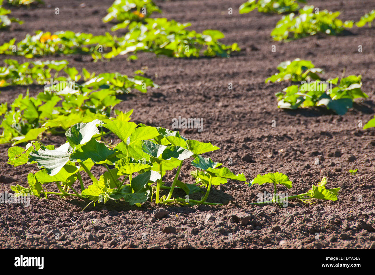 Germany, Europe, pumpkin cultivation, agriculture, vegetables Stock Photo