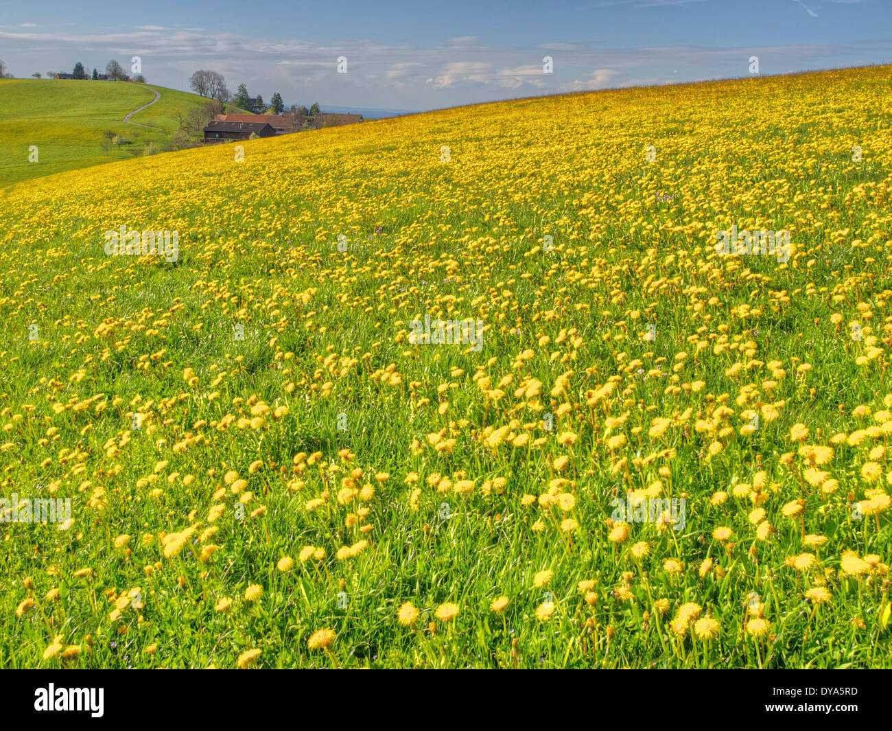 Switzerland, Europe, canton Zurich, farm, spring, yellow, Horgenberg, hill, dandelion, meadow Stock Photo