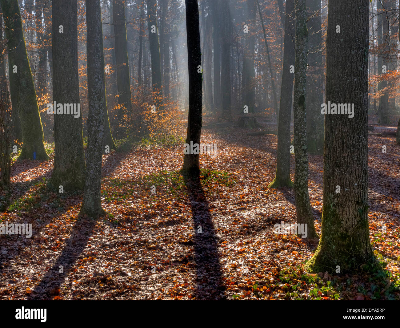 Switzerland, Europe, canton Zurich, leaves, wood, forest, beeches, autumn, contrast, light, shade, sun, foliage Stock Photo
