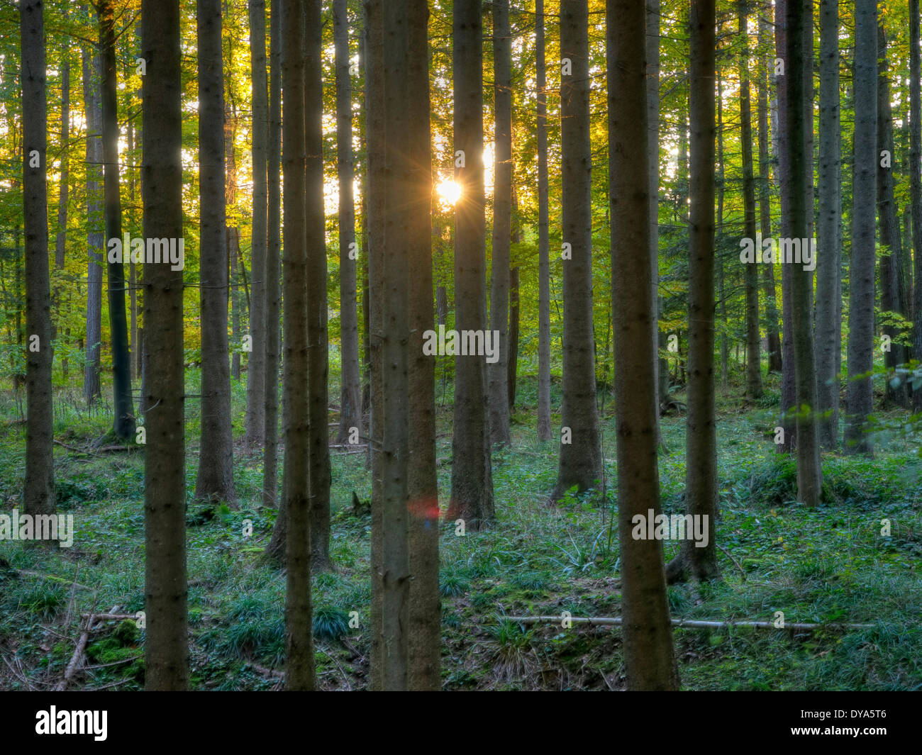 Switzerland, Europe, canton Zurich, evening light, sun, spruces, wood, forest, Stock Photo
