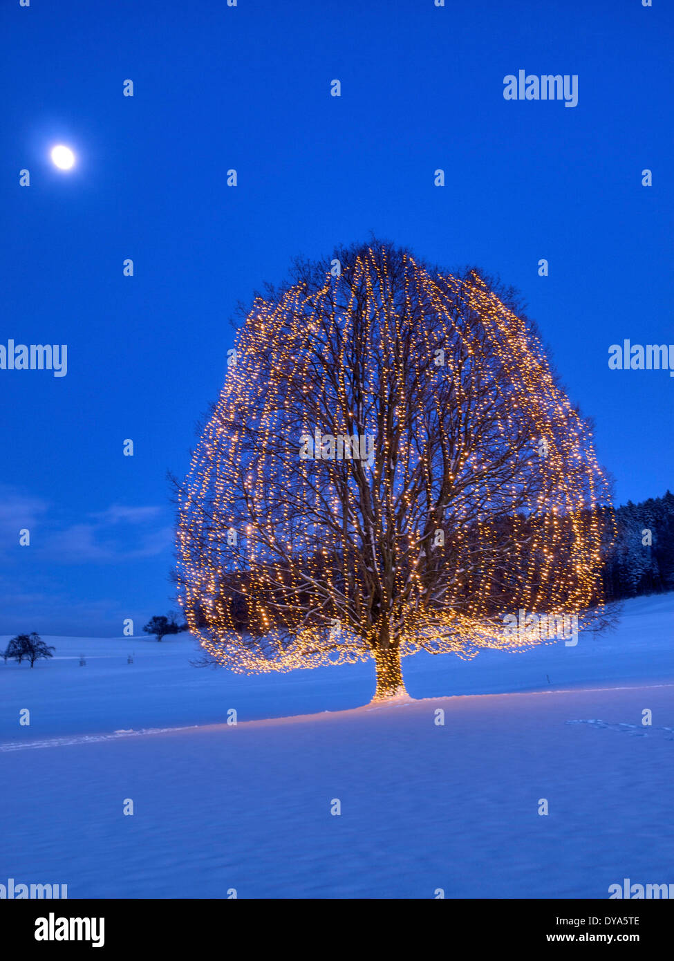 Switzerland, Europe, canton Zurich, evening, lights, snow, mood, fir-tree, Christmas tree, lights, Christmas Stock Photo