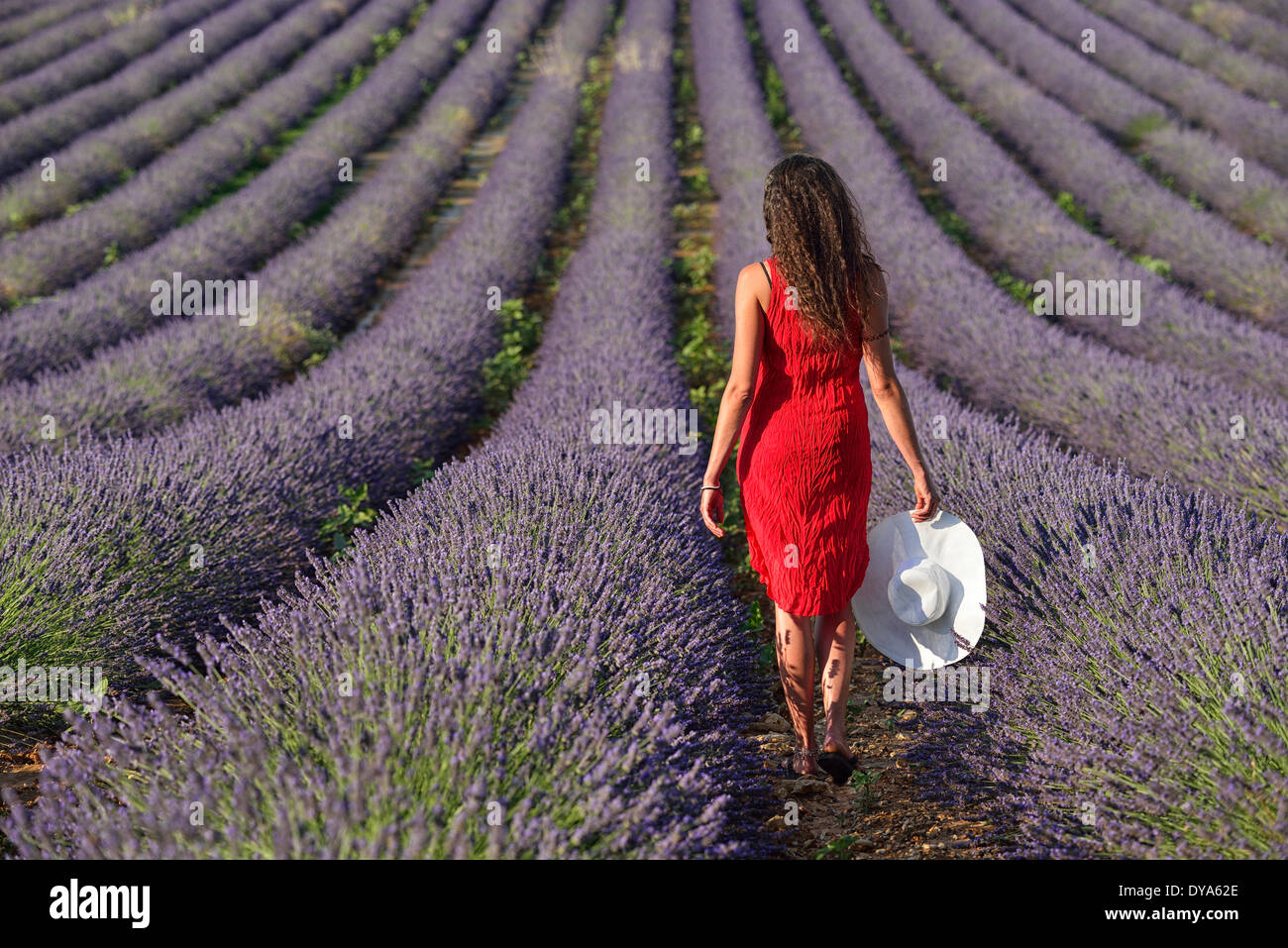 Europe France Provence Vaucluse lavender field woman walk red dress bloom  blooming nature girl walking french brunette hat Stock Photo - Alamy