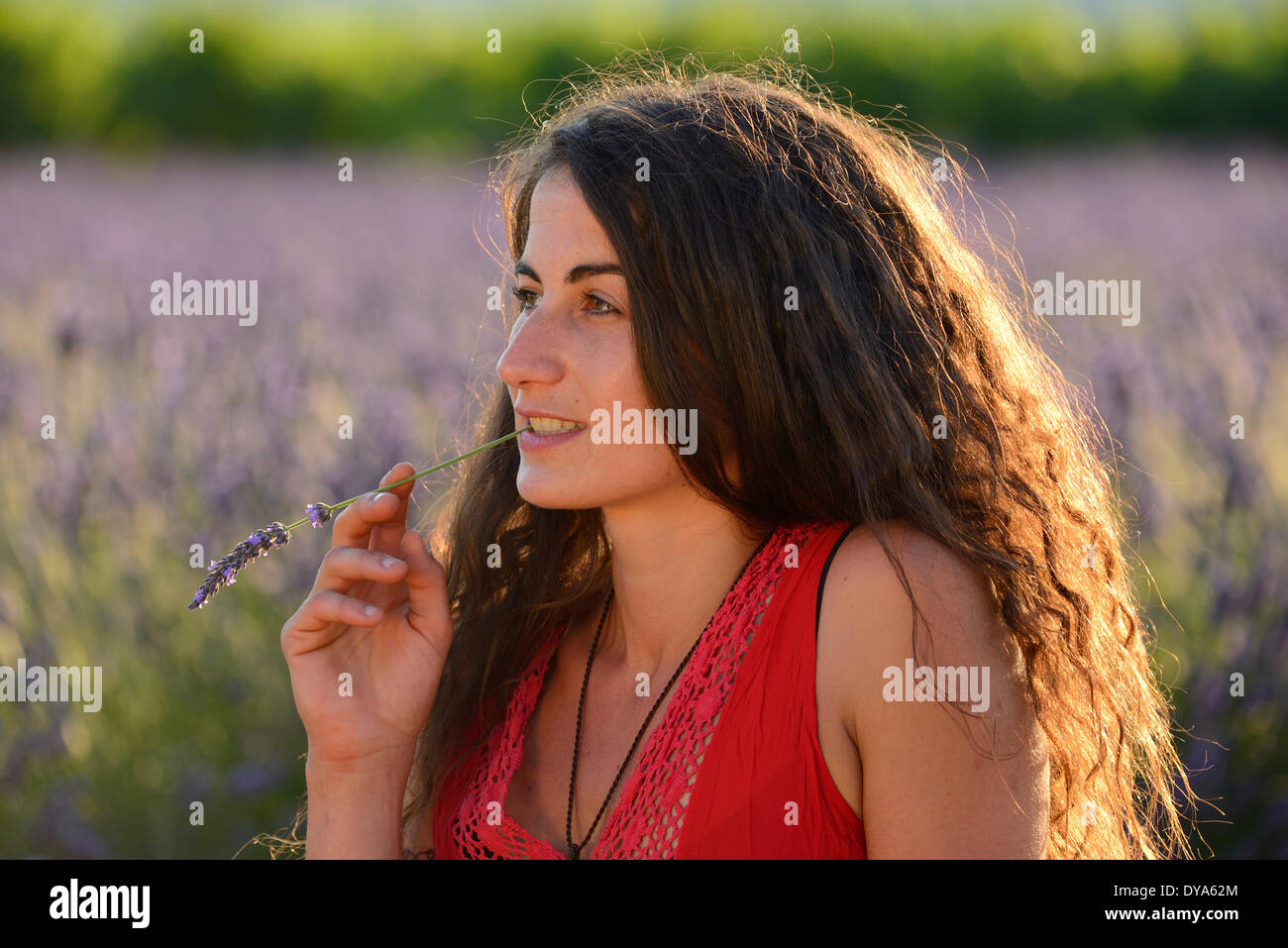 Europe France Provence Vaucluse lavender field woman walk red dress bloom blooming nature girl walking french brunette hat Stock Photo